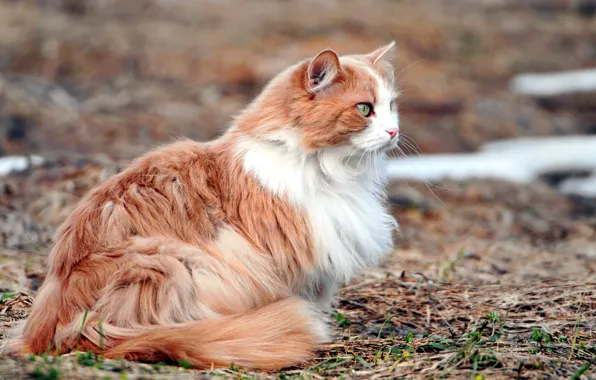 Cat, nature, background