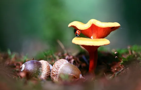 Macro, nature, mushrooms, ladybug, moss, beetle, blur, insect