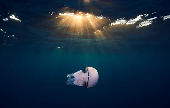Sea, nature, Medusa