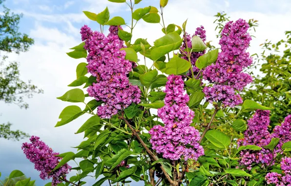 The sky, Bush, spring, lilac