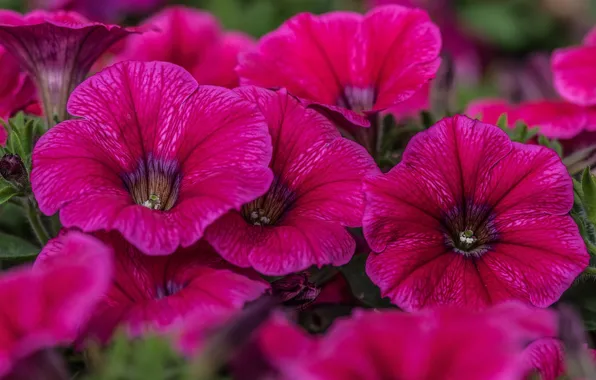 Macro, raspberry, Petunia