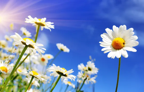 The sky, the sun, flowers, chamomile, spring, spring