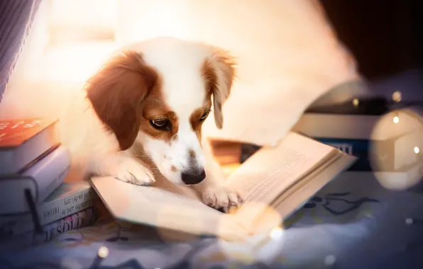 Picture each, dog, book
