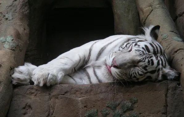 Sleeping, white tiger, Tiger