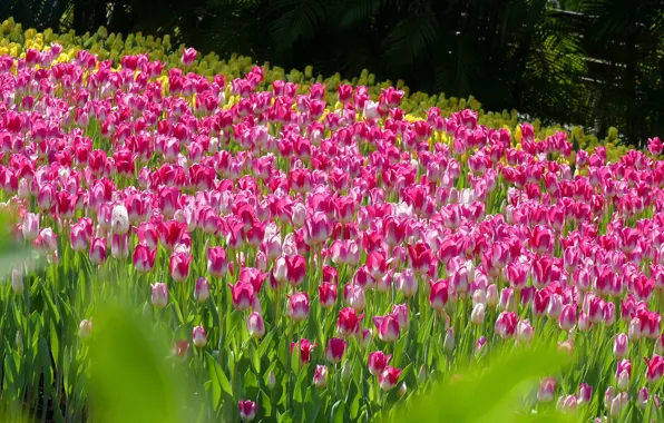 Picture light, tulips, pink, flowerbed, a lot
