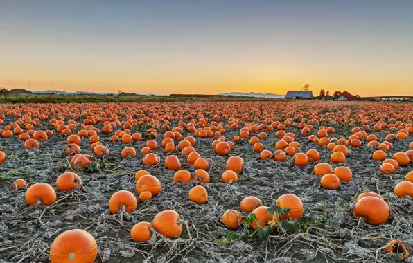 Picture field, harvest, Canada, pumpkin, British Columbia