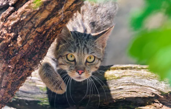 Look, face, wild cat, wild cat