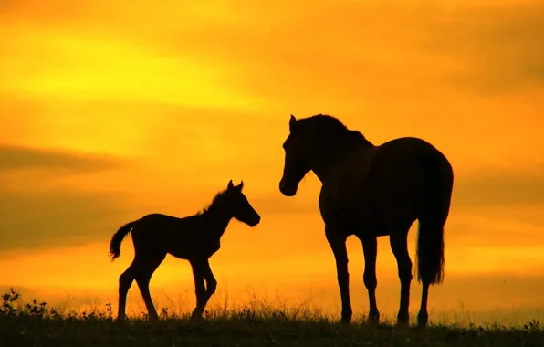 Field, the sky, grass, sunset, nature, horse, silhouette, foal