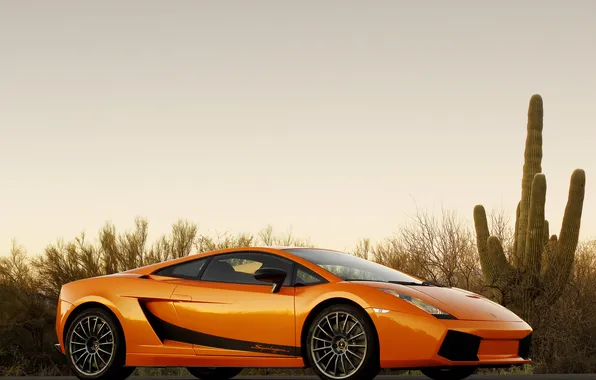 Cacti, Lamborghini, Gallardo, Superleggera, lamborghini gallardo superleggera