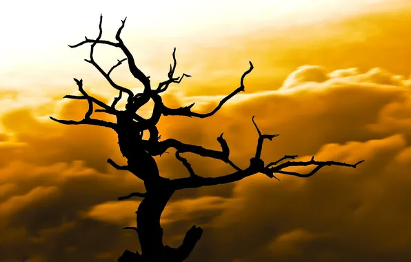 The sky, clouds, light, trees, silhouette