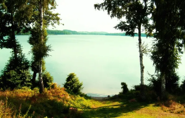 Water, lake, birch
