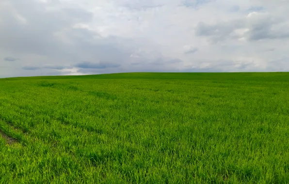 Field, the sky, grass, clouds, light, landscape, nature, stay