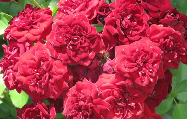Picture flowers, roses, al