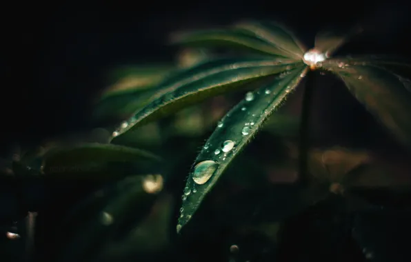Sheet, the dark background, drop, dobraatebe