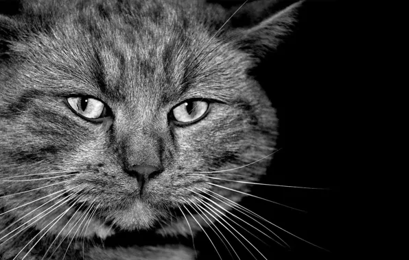 Cat, grey, black and white, serious