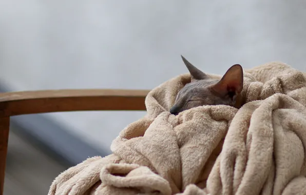 Cat, cat, comfort, heat, sleep, chair, sleeping, lies