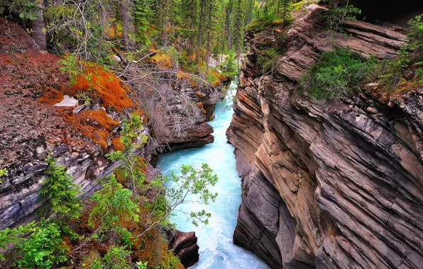 Picture forest, river, rocks, gorge