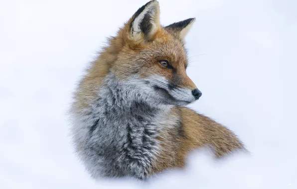 Winter, look, snow, nature, portrait, Fox, white background, face