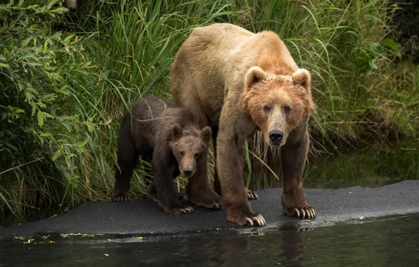 Picture grass, look, two, bear, bear, brown, bear