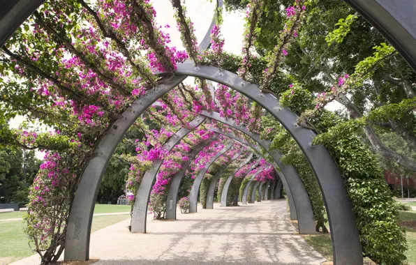 Flowers, Park, Nature, Flowers, Park, Arch