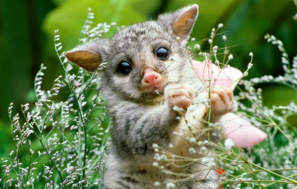 Nature, plant, cub, possum, mammal