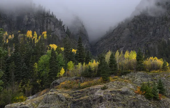 Autumn, forest, trees, mountains, fog, stones, rocks, the slopes