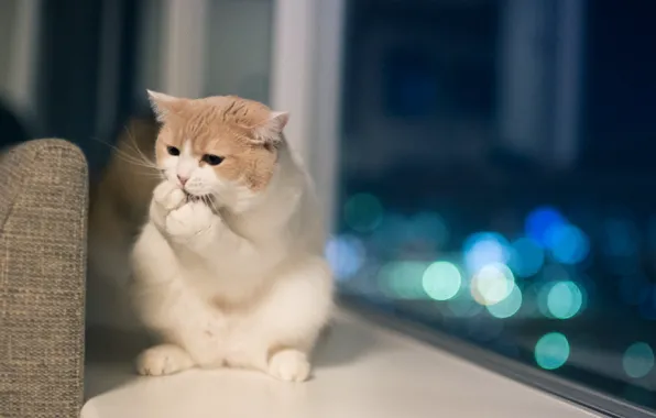 Picture spotted cat, on the windowsill, Sitting by the window