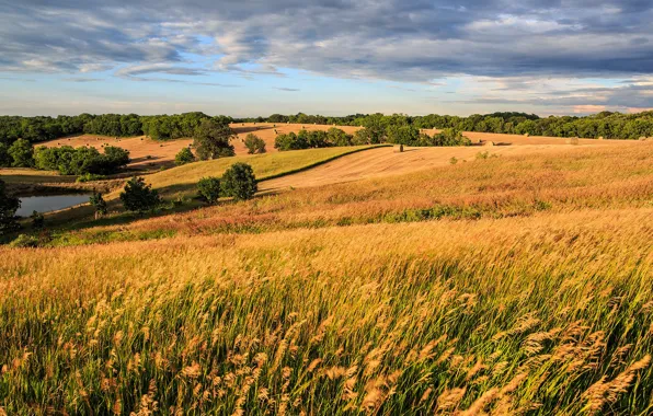 Field, autumn, hay, bales, bales
