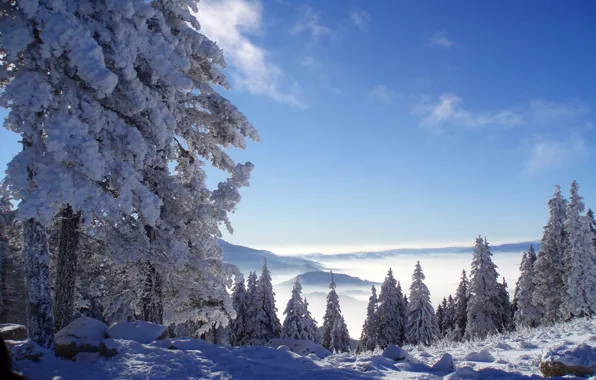 Picture winter, forest, snow, mountains, Nature