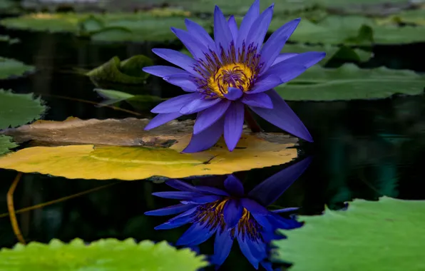 Flower, leaves, yellow, pond, reflection, the dark background, lilac, leaf