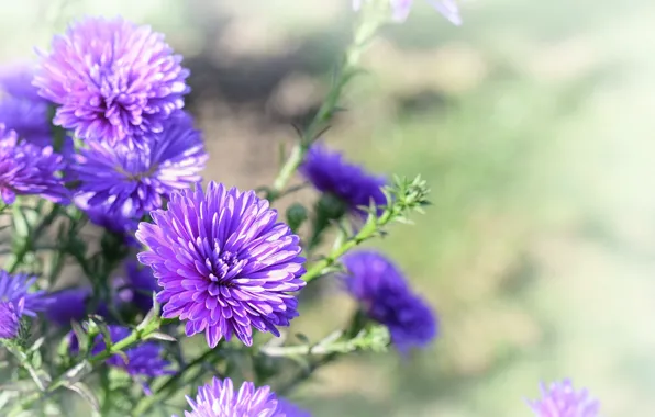 Purple, flowers, chrysanthemum