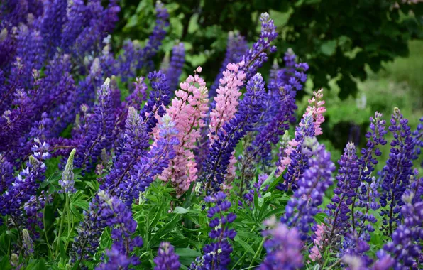 Summer, flowers, garden, pink, the bushes, a lot, lilac, lupins