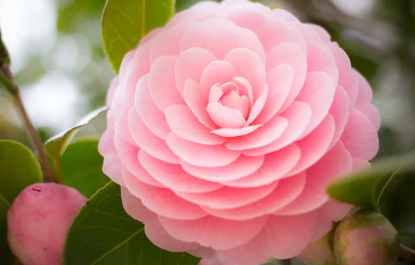 Picture branch, Camellia, buds, flower, leaves