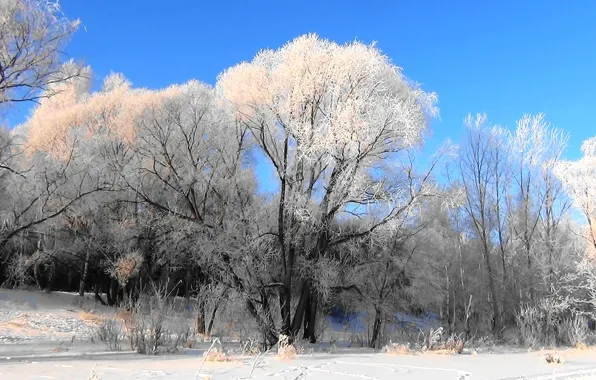 Frost, forest, background, Wallpaper, Winter, Siberia