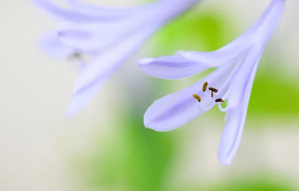 Flowers, nature, plant, petals