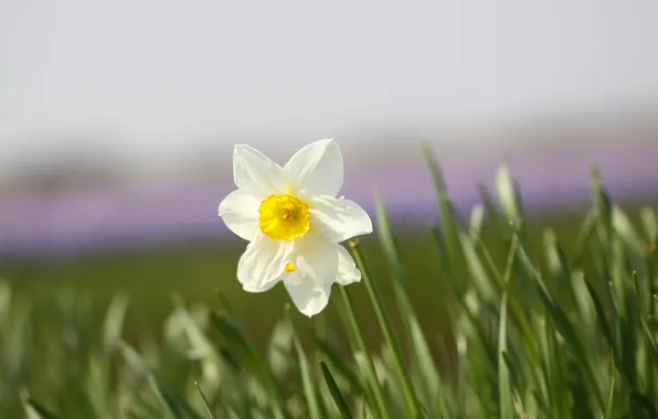 White, flower, one, Narcissus