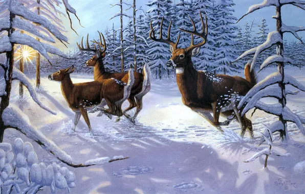 Picture winter, forest, the sun, rays, snow, animal, spruce, deer