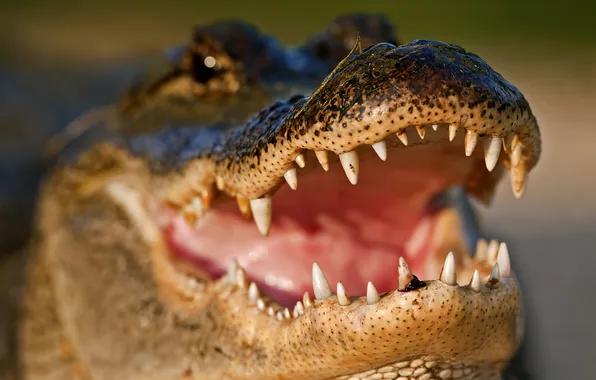 Face, jaw, predator, teeth, crocodile, mouth