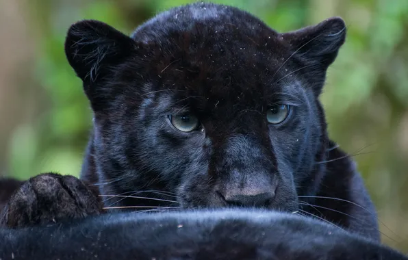 Cat, look, leopard, leopard