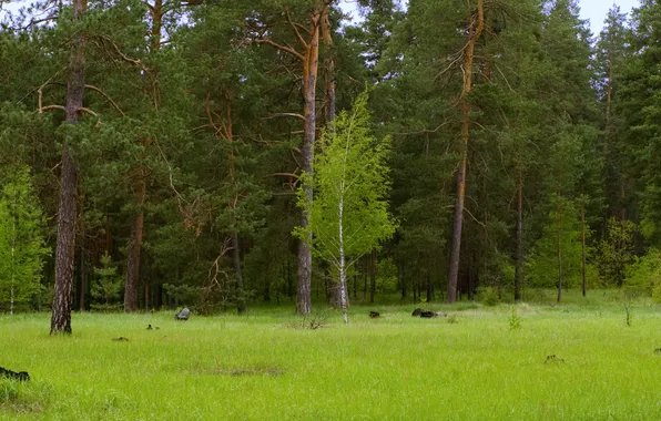 Picture forest, green, birch, pine, Donetsk oblast