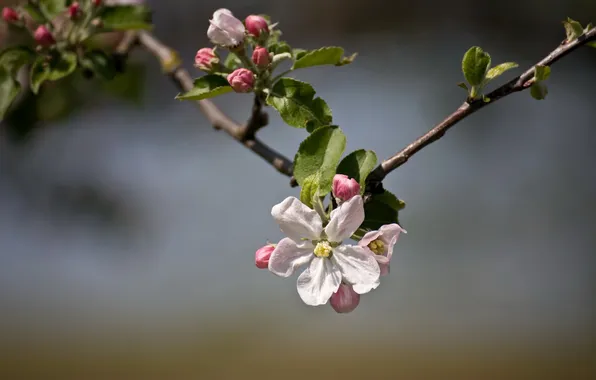 Nature, spring, Apple