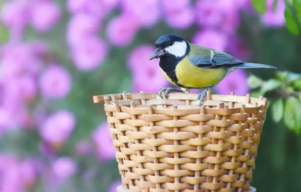 Autumn, birds, nature, October, great tit