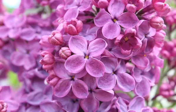 Picture macro, lilac, Flowers, petals, lilac