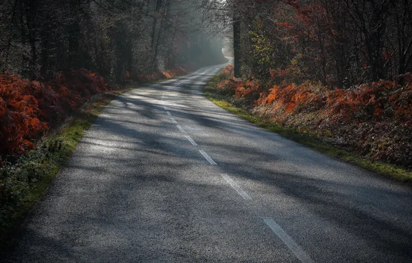Picture road, forest, morning