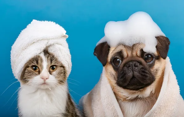 Cat, cat, look, foam, dog, towel, pug, face