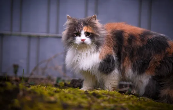 Cat, grass, cat, look, the fence, spring, fluffy, yard