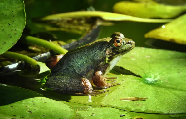 Picture greens, look, leaves, water, pose, green, pond, background