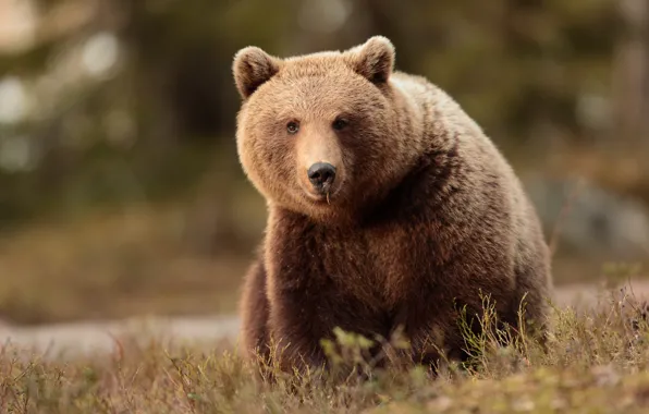 Grass, look, face, nature, pose, glade, bear, sitting