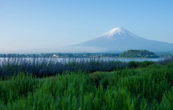 Mountain, the volcano, Japan, meadow, Fuji, Japan, Mount Fuji, lavender