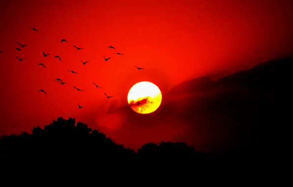 The sky, the sun, clouds, trees, sunset, birds, silhouette, glow